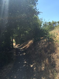 Arastradero Preserve - Photo 5 of 6 - Relief from the summer sun under this natural canopy. 