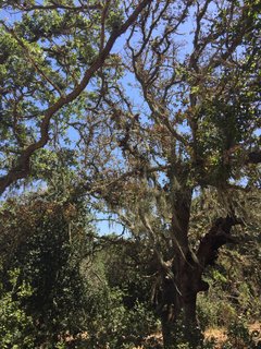 Arastradero Preserve - Photo 6 of 6 - Mossy oak trees. 