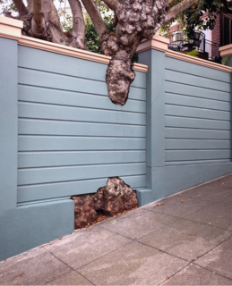 Far Out Flora captures this thoughtful fence design she discovered in San Francisco's Marina District.