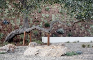 Landscape architectural studio Terremoto cares for this tree by building a support that will allow it to continue growing in the direction it's going.