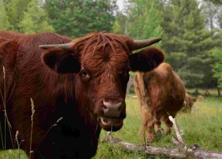 Summer Graze - Photo 7 of 7 -
