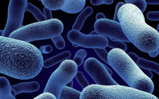 Pseudomonas Bacteria