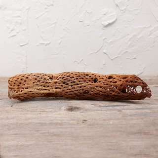 Inside a Hip Austin Apartment With Moody Vibes - Photo 6 of 8 - Terrain Dried Cholla Cactus Segment ($26)
