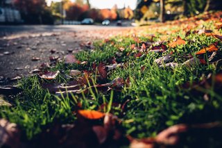 Fall leaves enthroned in light at roadside in Sherwood, OR.
