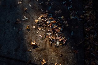 A narrow beam of light hits some dead leaves on the pavement.