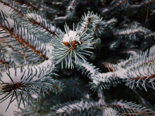 VSCO RAW/X and Topo Designs - Photo 6 of 9 - Snow rests gently on evergreen needles on a cold, winter day.