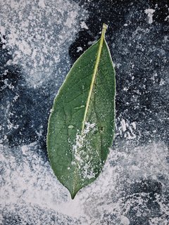 VSCO RAW/X and Topo Designs - Photo 8 of 9 - The outline and detail of a lone leaf are sharpened by the icy street.