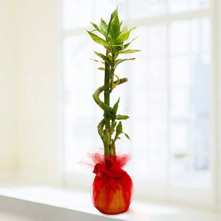 How Does The Bamboo Plant Stalks Bring Luck For Your Receiver? - Photo 1 of 2 - One Stalk Bamboo Plant