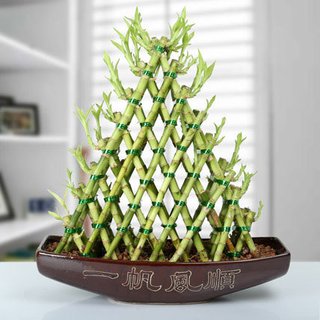 How Does The Bamboo Plant Stalks Bring Luck For Your Receiver? - Photo 2 of 2 - Good luck plants