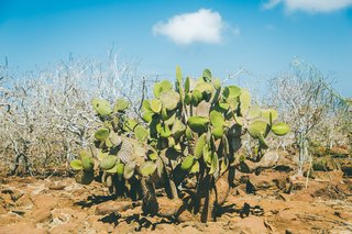 Pikaia: A Galapagos Eco-Lodge - Photo 5 of 8 -