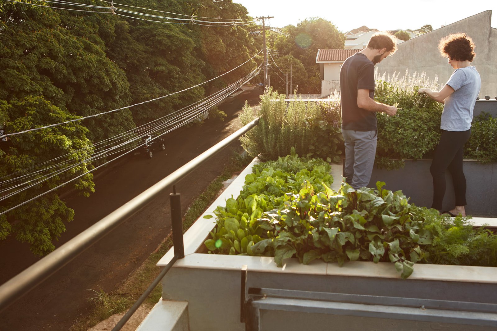 An organic rooftop garden.