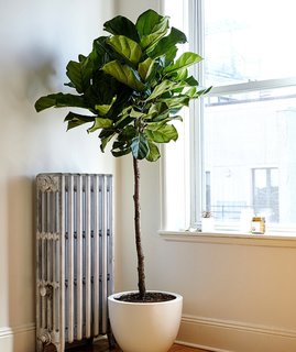 Fiddle leaf fig plants are great for early risers; Source: Sidney Bensimon/The Sill
