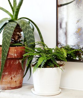 Although ferns need regular watering, they don't require much light; Source: Sidney Bensimon/The Sill