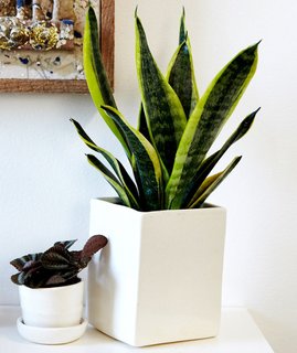 Hit the snooze button often? Select the snake plant; Source: Sidney Bensimon/The Sill