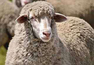 What Is Merino Wool? - Photo 1 of 3 - Merino sheep can wear up to 15 pounds of wool while Merino rams can carry up to 40; Source: Core Merino