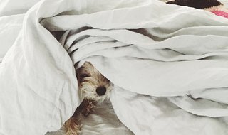 Bringing a loved one into your room – like a pet – adds positive energy; Source: Emily Katz/Parachute 