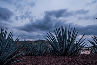 Patrón Designed a Spanish Colonial Guest House with Modern Flair - Photo 4 of 14 - Local agave plants used in Tequila production compliment outdoor landscaping. 