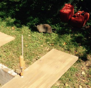 Crafting a Hollow Wood Surfboard from Old-Growth Redwood - Photo 4 of 26 - This guy—I named him Chuck—kept me company from time to time as I "toiled" cleaning up the lumber under the beautiful North Woods sun, surrounded by tall, whispering pines. Nice work, if you can get it.