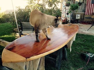 Crafting a Hollow Wood Surfboard from Old-Growth Redwood - Photo 20 of 26 - Leo inspects my handiwork. As you can see, the glassing is rough; many hours of sanding are now required but I was very eager to baptize "my baby".