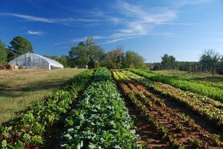 An Eco-Friendly Community Outside of Atlanta Celebrates Nature and Sustainability - Photo 10 of 10 - The local farmland provides food for weekly farmer's markets and restaurants in the community.