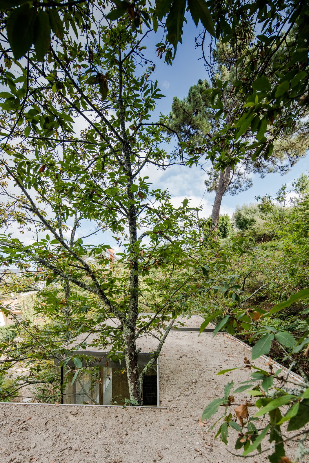 The home is designed to maneuver around existing trees.
