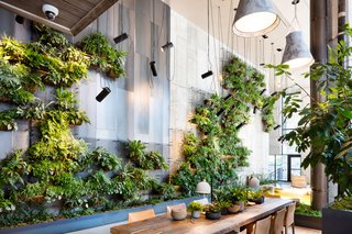 Check Out This Brooklyn Hotel's Dramatic Living Wall Installation - Photo 2 of 6 -