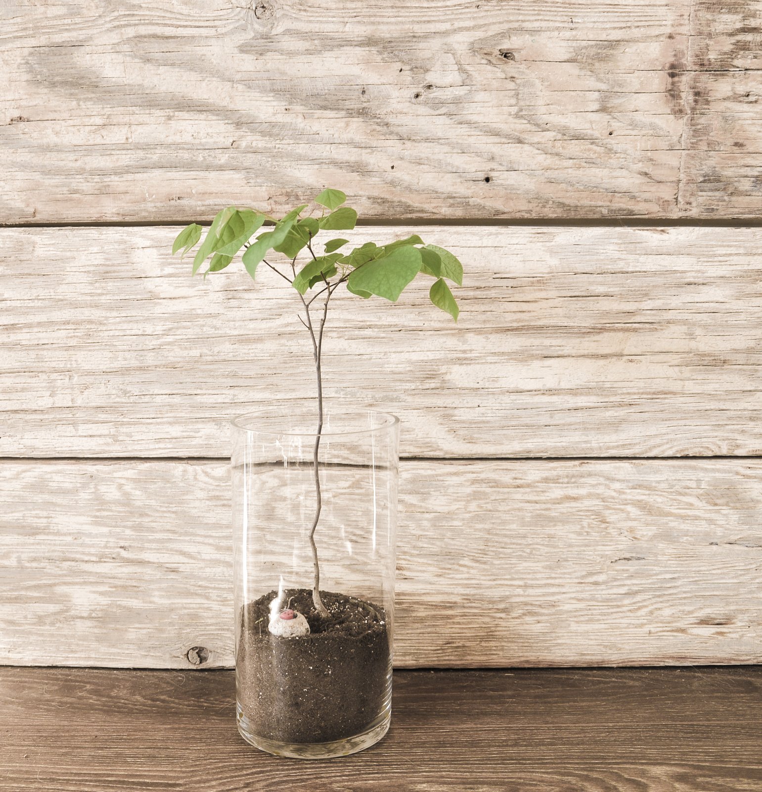 The homeowners' passion for sustainability is evidenced in their reclamation of existing scaffold planks for the interiors, as well as the large collection of flora that bring life to the home.